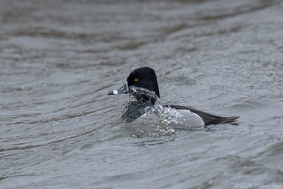 ringsnaveleend - ring-necked duck