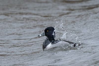 ringsnaveleend - ring-necked duck
