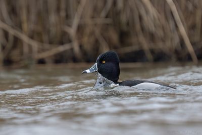 ringsnaveleend - ring-necked duck