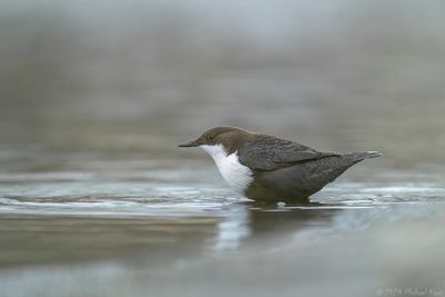 zwartbuikwaterspreeuw - black-bellied Dipper
