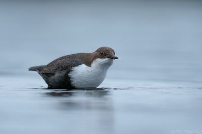 zwartbuikwaterspreeuw - black-bellied Dipper