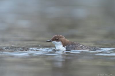 zwartbuikwaterspreeuw - black-bellied Dipper