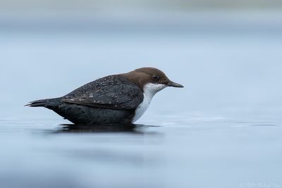 zwartbuikwaterspreeuw - black-bellied Dipper