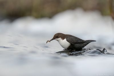 zwartbuikwaterspreeuw - black-bellied Dipper