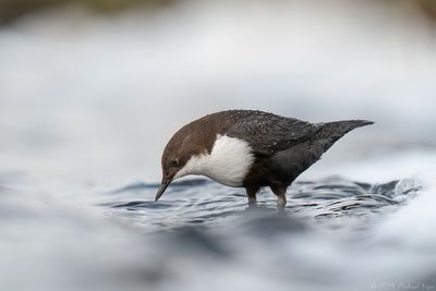 zwartbuikwaterspreeuw - black-bellied Dipper