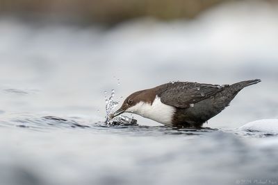 zwartbuikwaterspreeuw - black-bellied Dipper