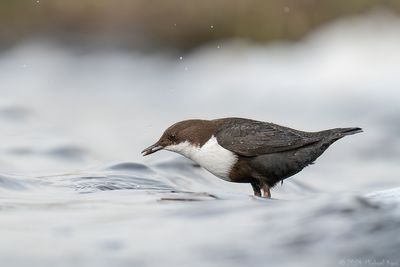 zwartbuikwaterspreeuw - black-bellied Dipper