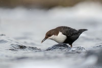 Dipper - Waterspreeuw - Cinclus cinclus