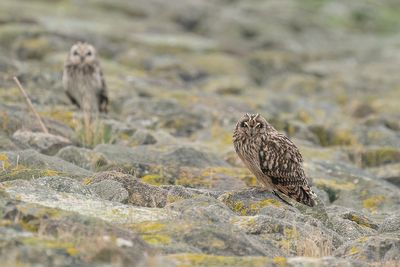 velduil - short-eared owl