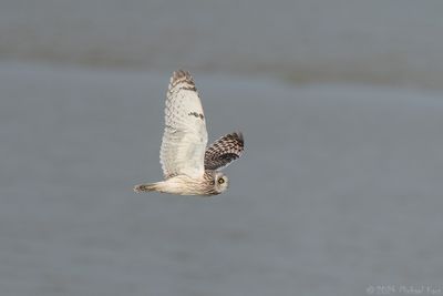 velduil - short-eared owl