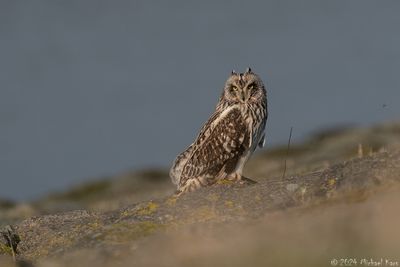 velduil - short-eared owl