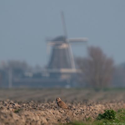 velduil - short-eared owl
