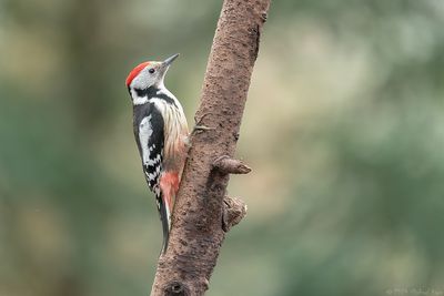 middelste bonte specht - middle spotted woodpecker