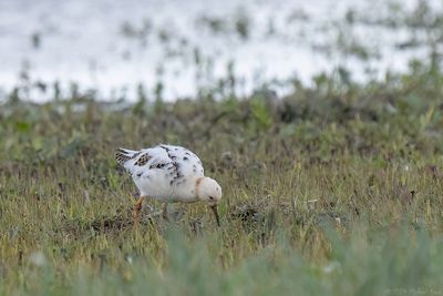 kemphaan - ruff
