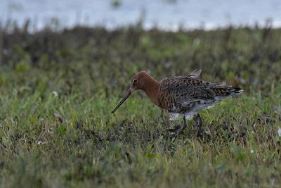 IJslandse grutto - Icelandic black-tailed godwit