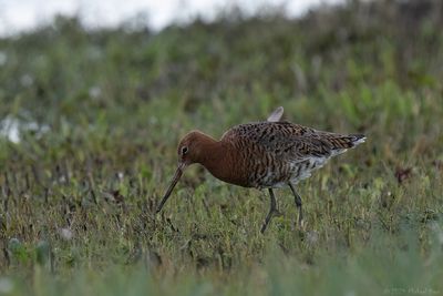 IJslandse grutto - Icelandic black-tailed godwit