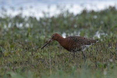 IJslandse grutto - Icelandic black-tailed godwit