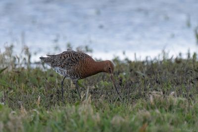 IJslandse grutto - Icelandic black-tailed godwit