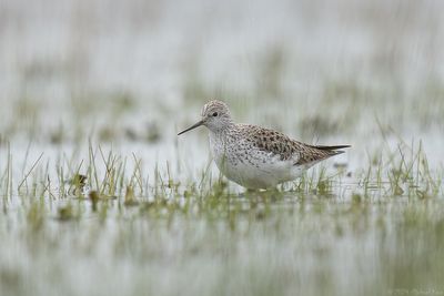 poelruiter - marsh sandpiper