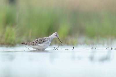 poelruiter - marsh sandpiper