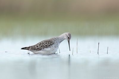 poelruiter - marsh sandpiper