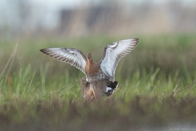 grutto - black-tailed godwit
