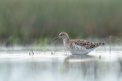 Ruff - Kemphaan - Philomachus pugnax