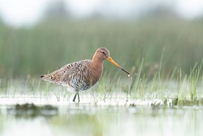 grutto - black-tailed godwit