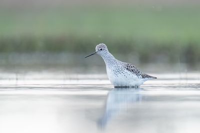 poelruiter - marsh sandpiper