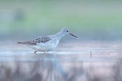 poelruiter - marsh sandpiper