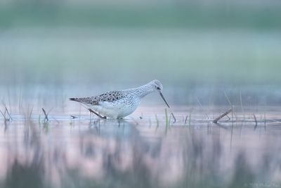 poelruiter - marsh sandpiper