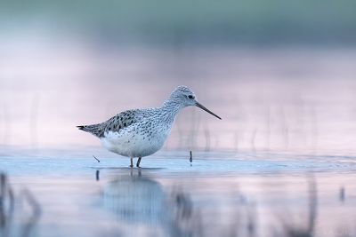 Poelruiter - Marsh Sandpiper