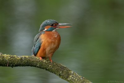 ijsvogel - kingfisher