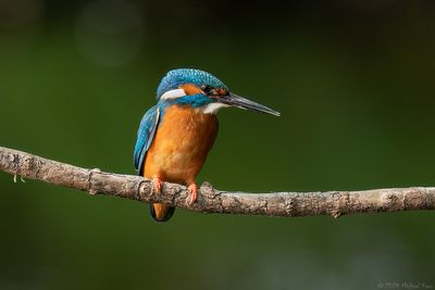 ijsvogel - kingfisher