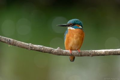 ijsvogel - kingfisher