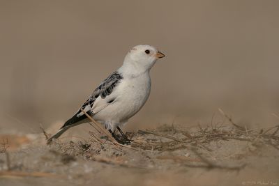 sneeuwgors - snowbunting