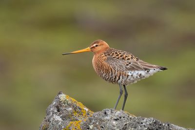 IJslandse grutto - Icelandic black-tailed godwit