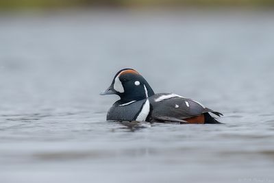 harlekijneend - harlequin duck
