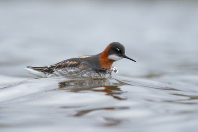 grauwe franjepoot -  red-necked pharlarope