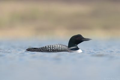 ijsduiker -  common loon