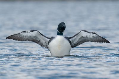 ijsduiker -  common loon