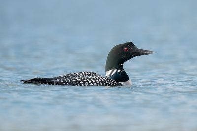 ijsduiker -  common loon