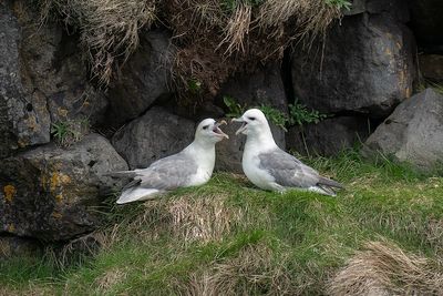 noordse stormvogel -  fulmar