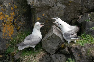 noordse stormvogel -  fulmar