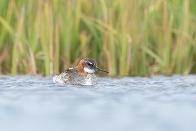 grauwe franjepoot -  red-necked pharlarope