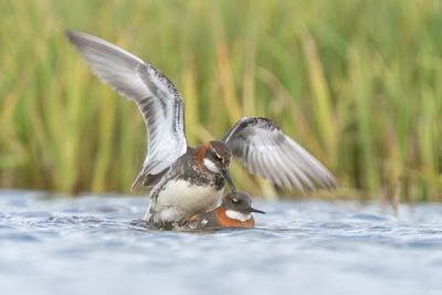 grauwe franjepoot - red-necked pharlarope