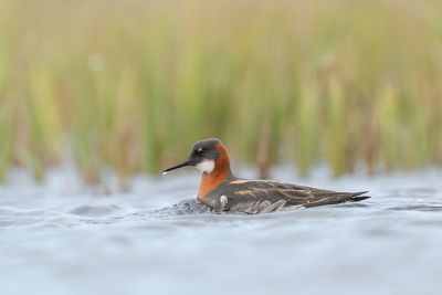 grauwe franjepoot -  red-necked pharlarope