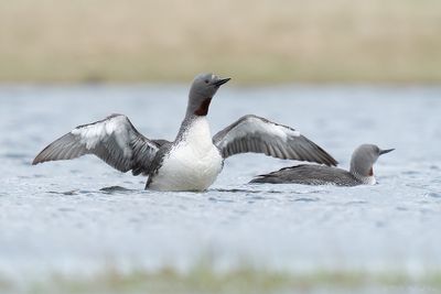 roodkeelduiker -  red-throated diver