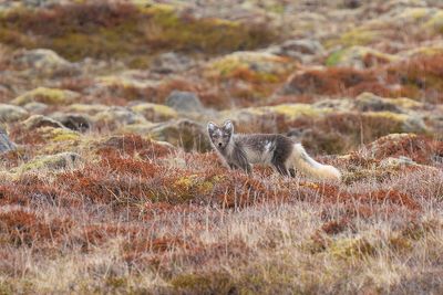 poolvos -  artic fox
