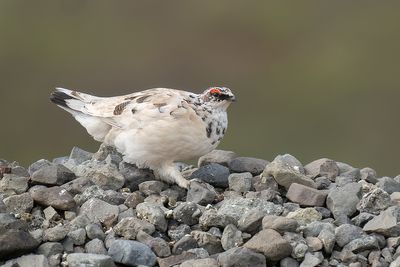 alpensneeuwhoen -  rock ptarmigan